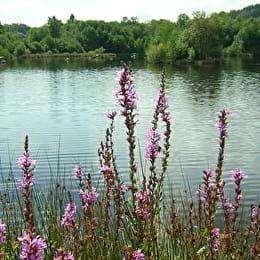 Etang Le Neptune - CHAMPEAU-EN-MORVAN