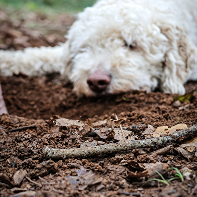 Maison aux Mille Truffes