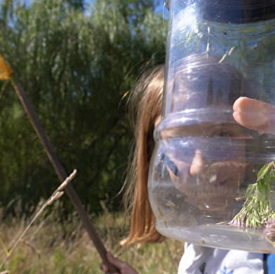 Le petit monde des insectes