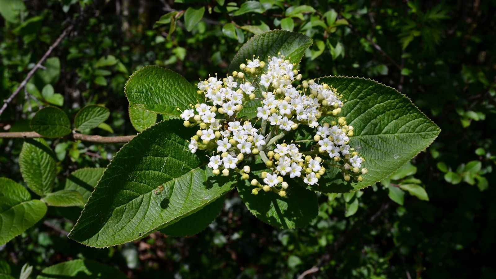 Randonnée : quel est donc cet arbre ? _ENS2026  'sur réservation'