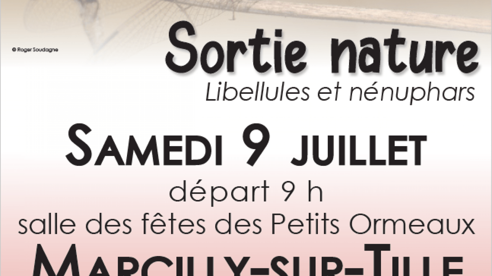 Sortie Nature Libellules et Nénuphars à Marcilly-sur-Tille