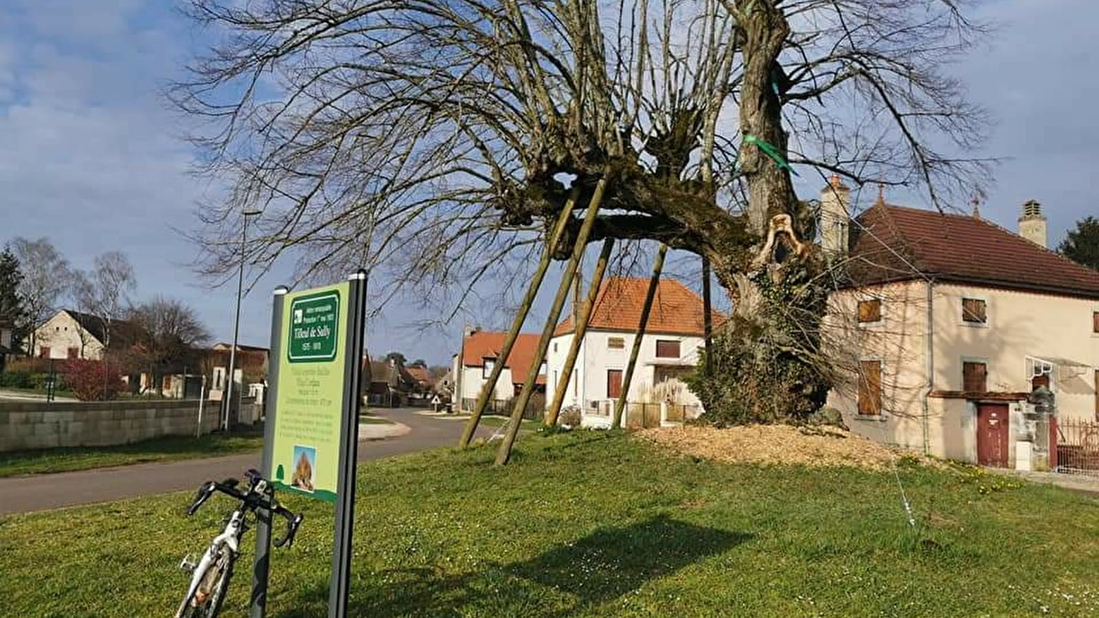 Des arbres en mai à vélo