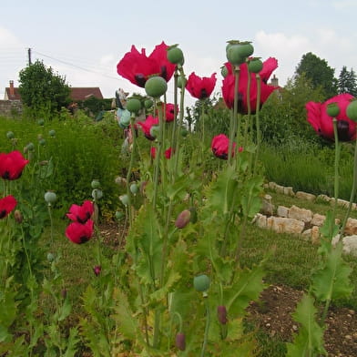 Rendez-vous aux jardins en Côte-d'Or - édition 2023