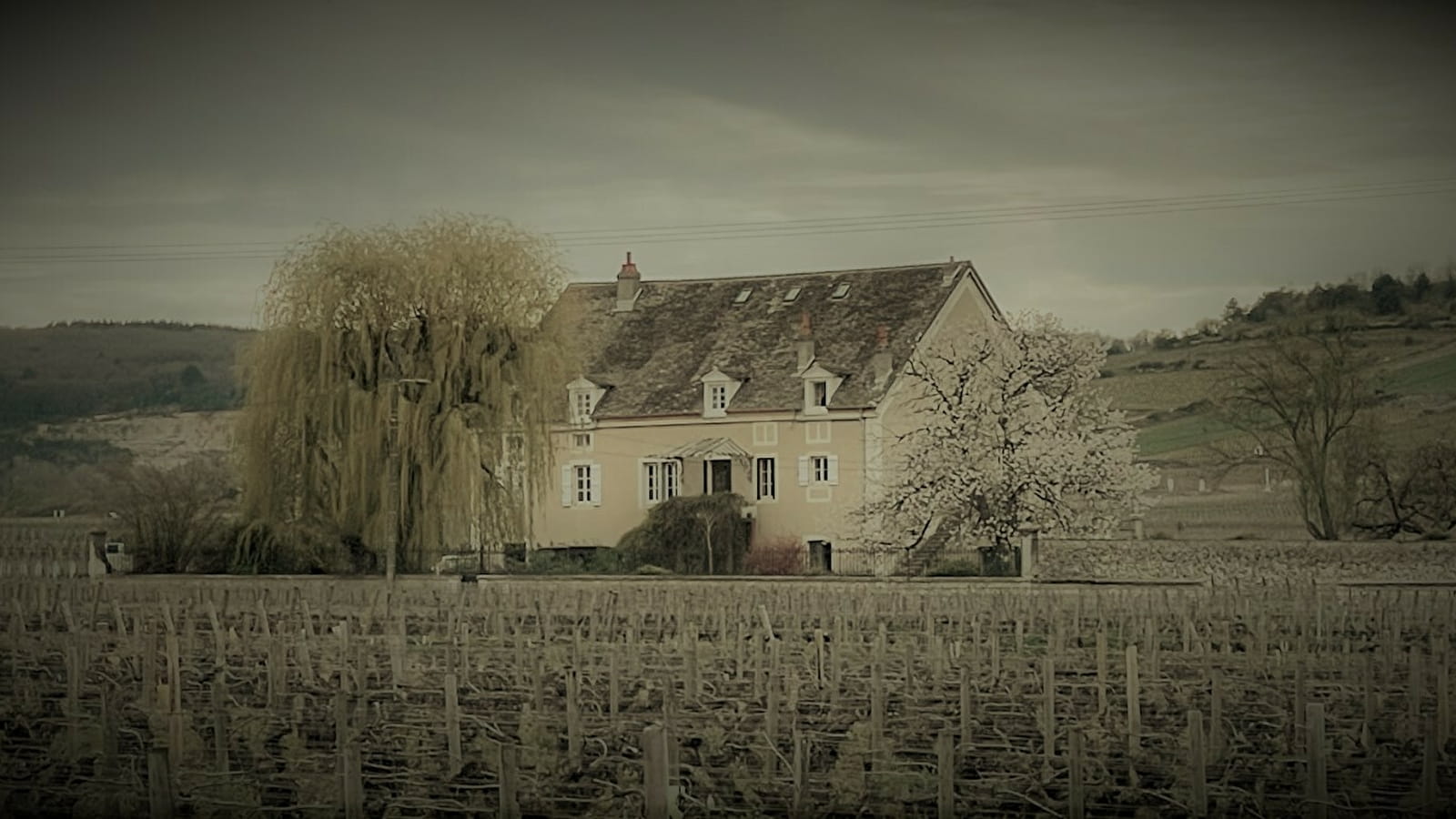 La Maison Chassagne de Puligny - Une maison de famille