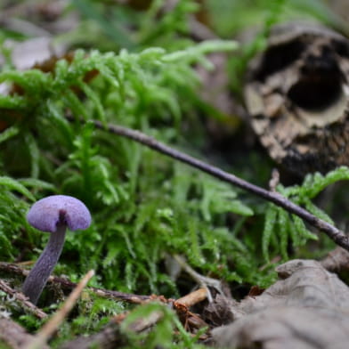 Sortie champignons - ENS2023