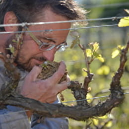 Domaine Aurélien Febvre - THOREY-SOUS-CHARNY