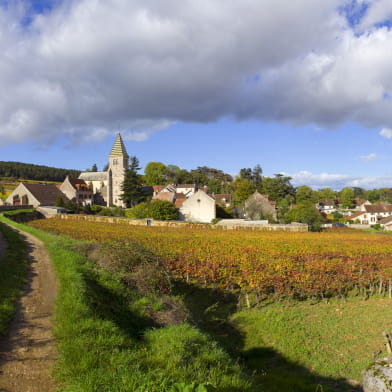 Burgundy Emotions