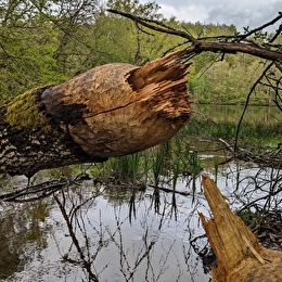 Sur les traces du Castor au lac de Chamboux - CHAMPEAU-EN-MORVAN