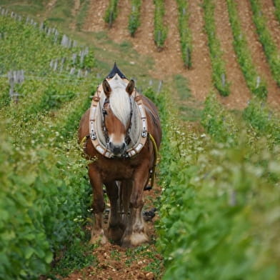 Escapades dans le vignoble - Circuit Découverte - 1/2 journée