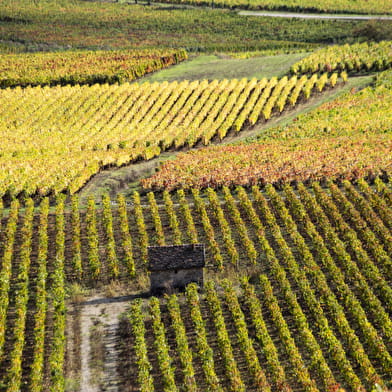 Chemins de Bourgogne - Circuit dans la Côte de Nuits, en Combi-Matin