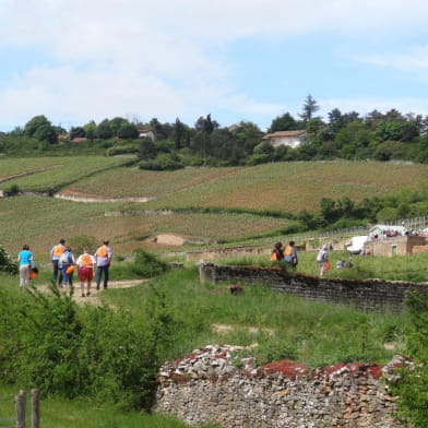 Beaune Saveurs de Vignes 2026 - randonnée gourmande