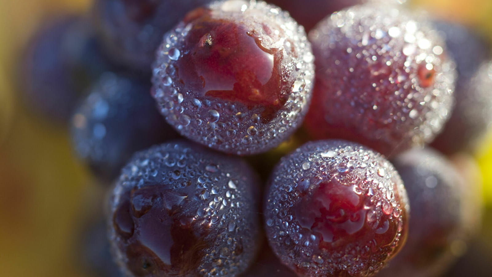 Activité : Les secrets de beauté du raisin