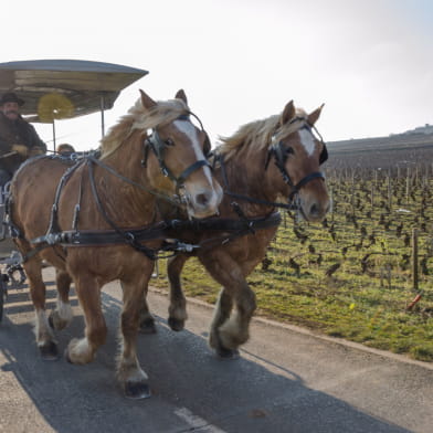 Balade en calèche dans le vignoble de Bourgogne