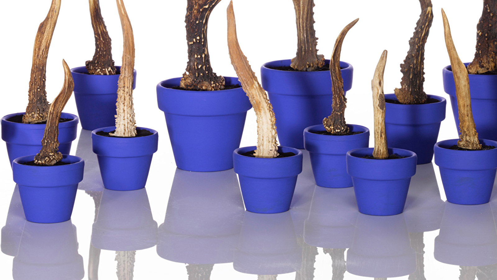 Exposition décon-CERFS-tante