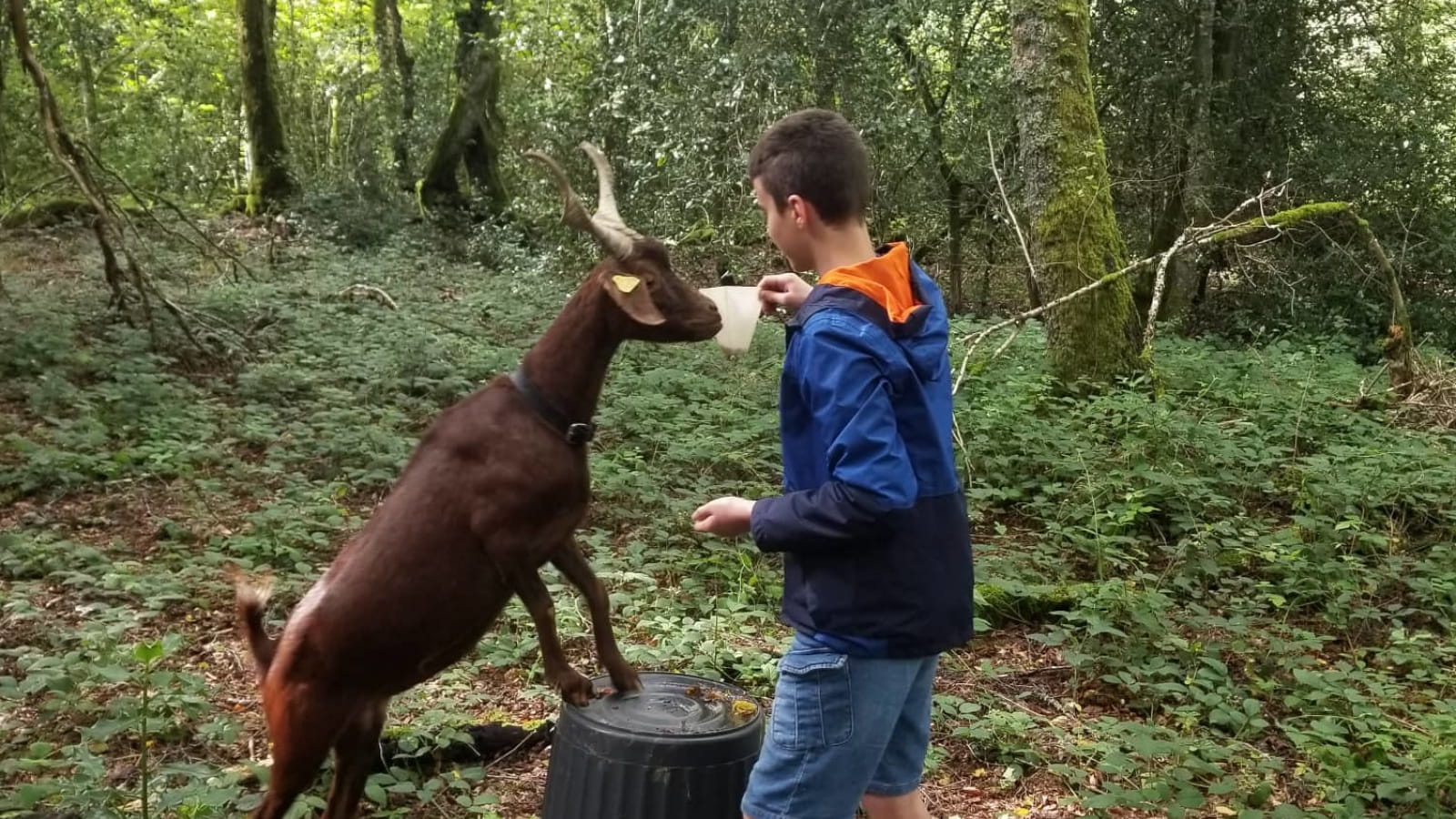 A la découverte du Morvan : balade avec les chèvres