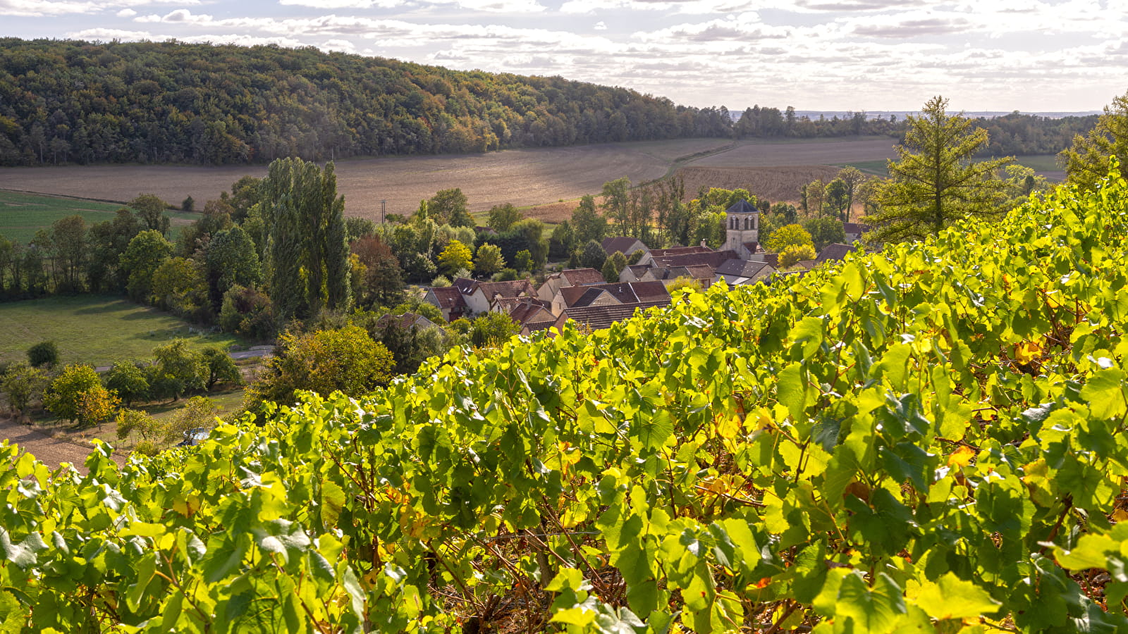En routes les gourmands : les vignobles de l’Yonne et du Châtillonnais