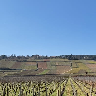 Dégustation et visite des climats du vignoble de Beaune 