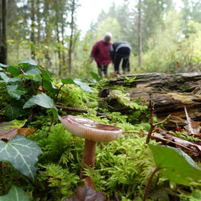 Sortie champignons - ENS2023
