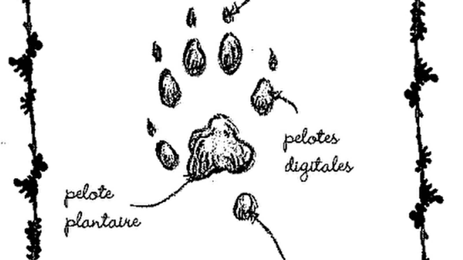 Balade sur les traces des animaux