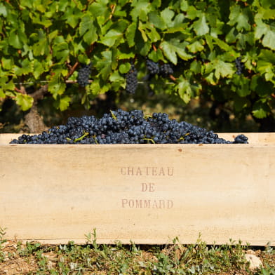 Expérience Vendanges