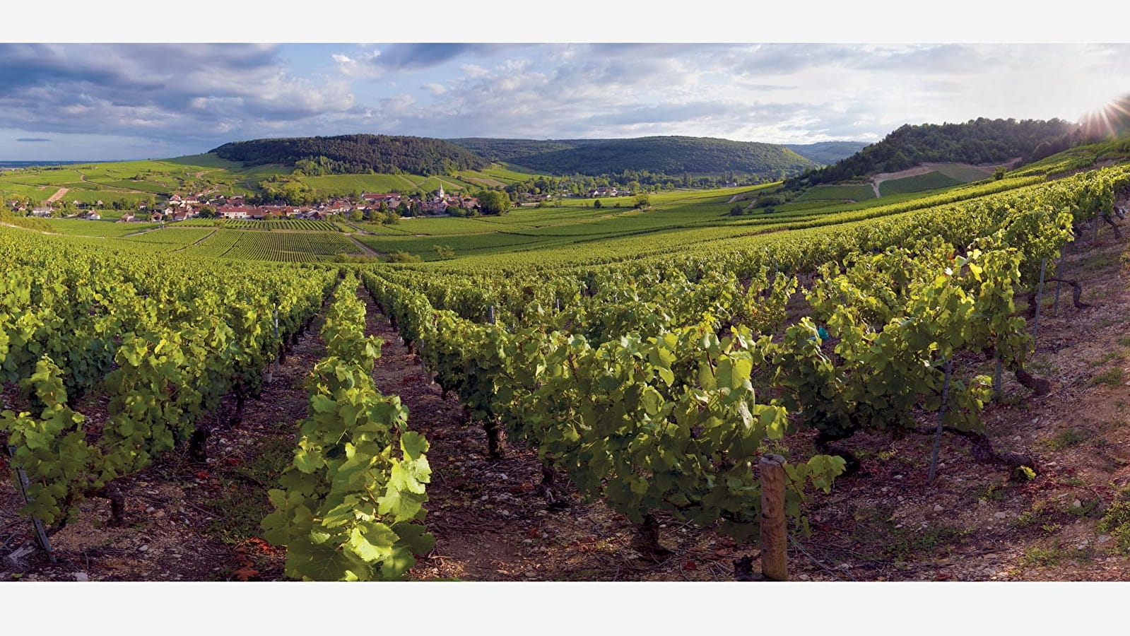 Sentier Meursault-Blagny