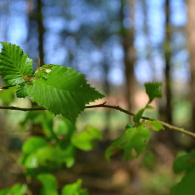 Randonnée : quel est donc cet arbre ? ENS2024 - sur réservation