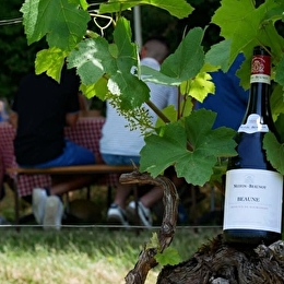 Pique-nique dans les vignes  - BEAUNE
