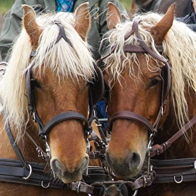 Attelage Beaune Passion - Balade 'Prestige' en calèche