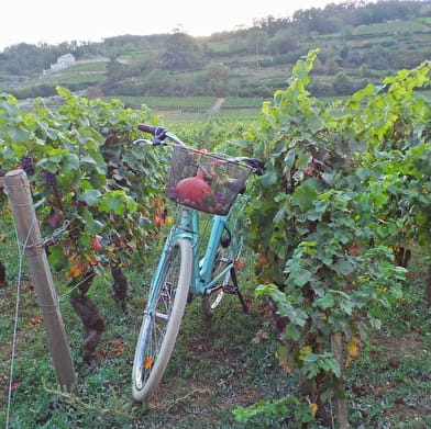 Location de vélo à assistance électrique - Nuits-Saint-Georges