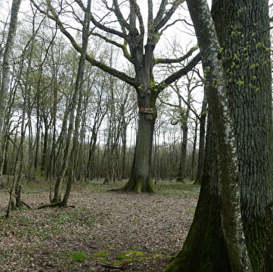 Des arbres en mai à vélo