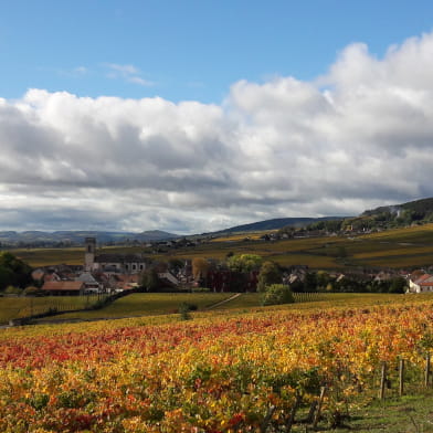 Journée guidée dans les vignes en Côte de Nuits