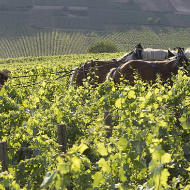 Domaine de la Vougeraie