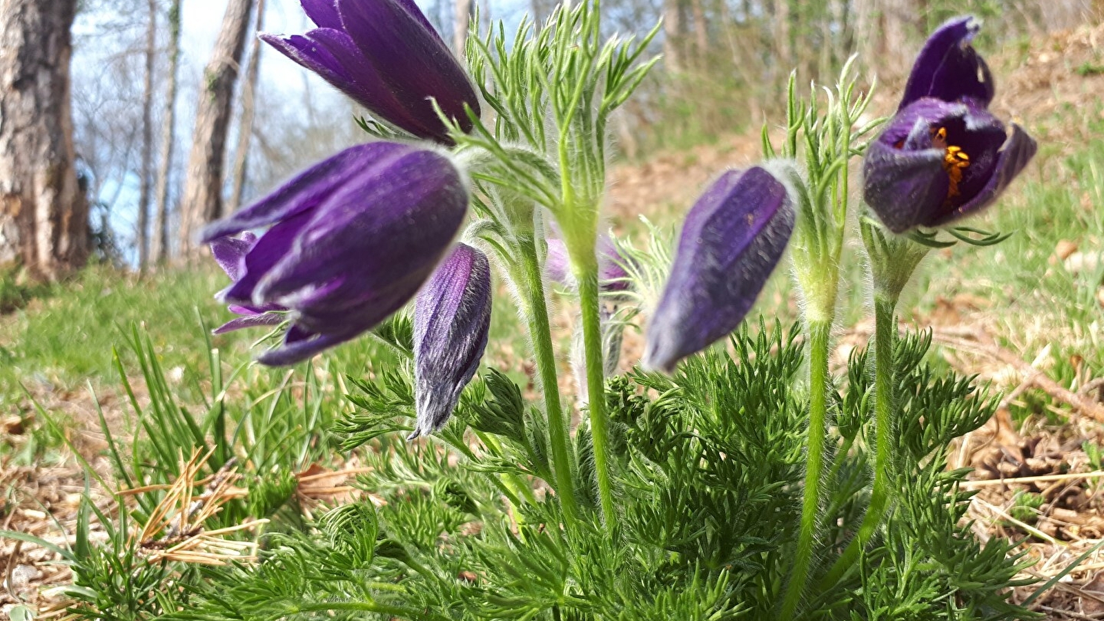 Randonnée : Les fleurs de printemps _ENS2026 'sur réservation'