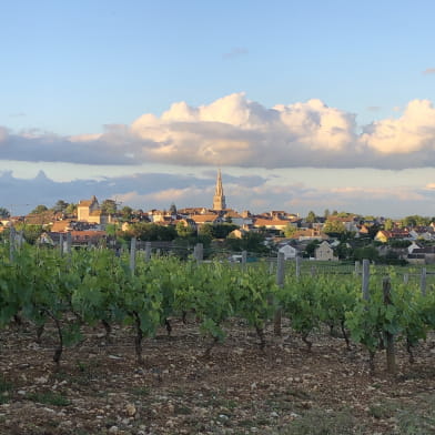 Balade en Chardonnay - visite guidée de Meursault