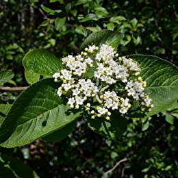 Randonnée : quel est donc cet arbre ? _ENS2026  'sur réservation' - LEUGLAY