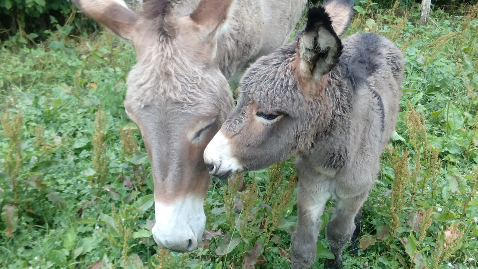 Rencontre avec les ânesses de la Côte du Puits