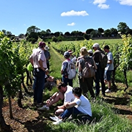 Festival de Bach à Bacchus - Visite théâtralisée  'La Clé des sols - A la recherche du pinot perdu' - MEURSAULT