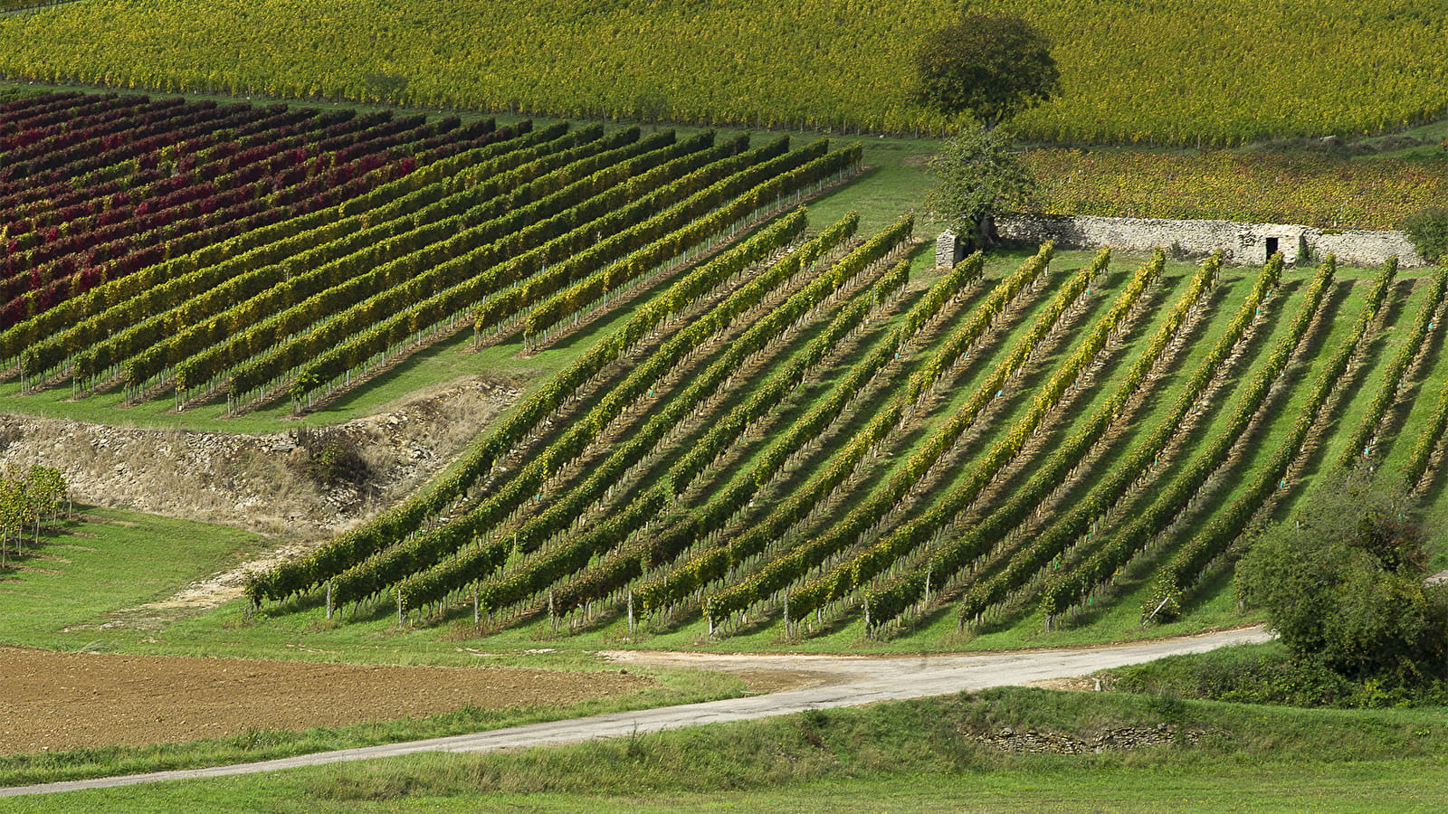 La Route des Grands Crus de Bourgogne, Dijon-Beaune