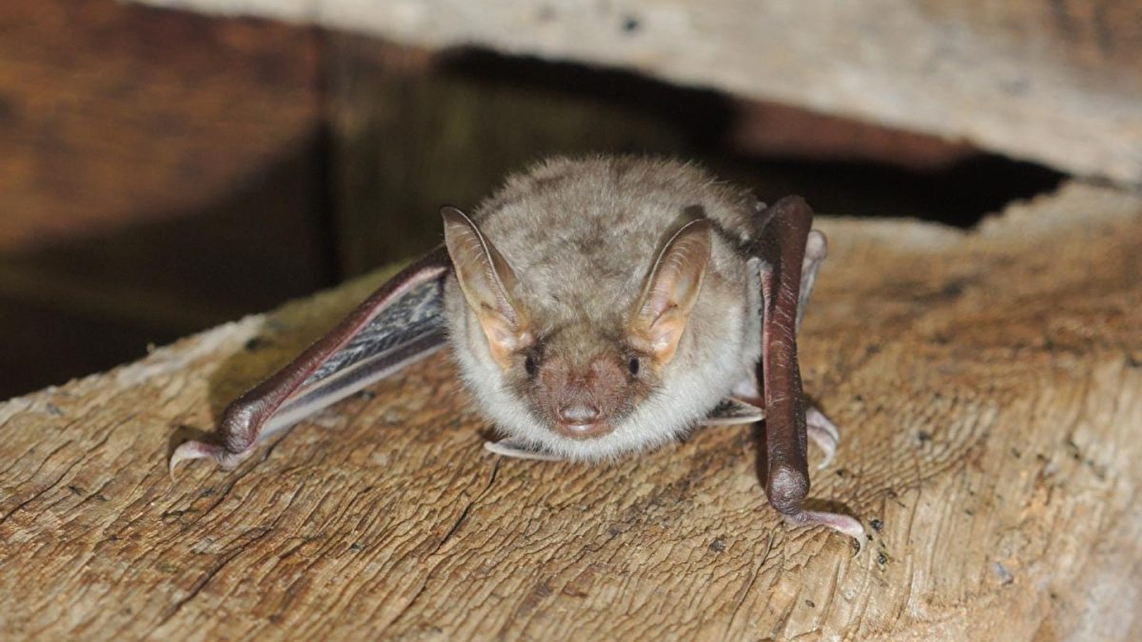 A la découverte des chauves-souris ENS2025
