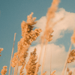 Prémices - SEMUR-EN-AUXOIS