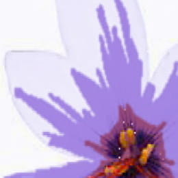 La Safranerie Templière - RECEY-SUR-OURCE