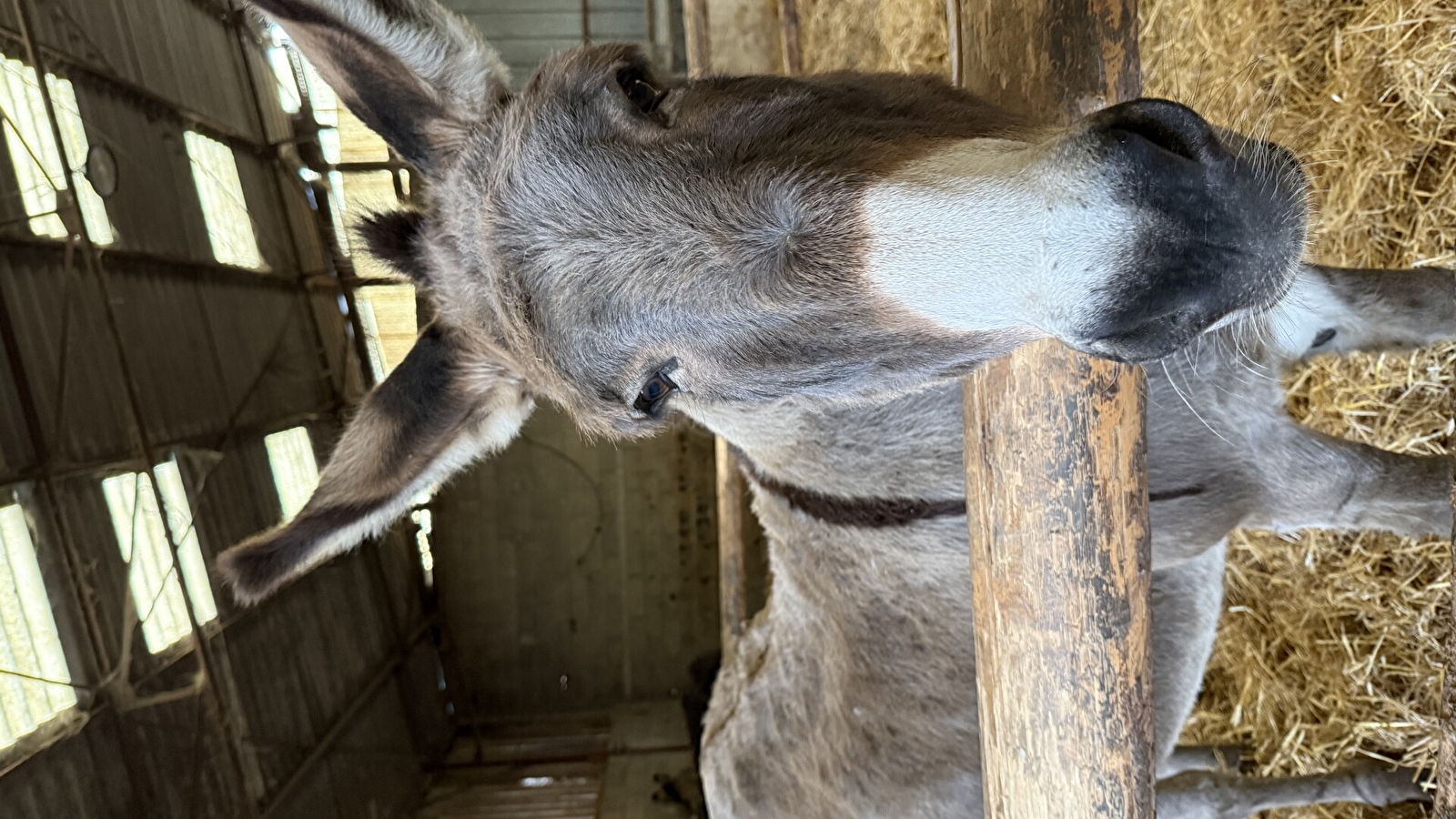 Découverte des ânes et des cosmétiques