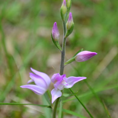 Les orchidées sauvages _ENS2024  'sur réservation'