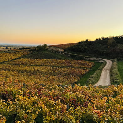 Safari Tours - Tour n°2 Côtes de Beaune