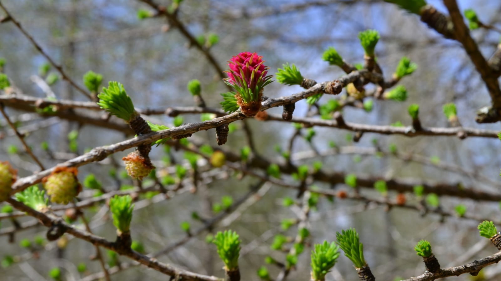 Randonnée : Les fleurs de printemps ENS2024 - sur réservation