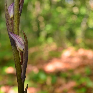 Les orchidées sauvages _ENS2024  'sur réservation'