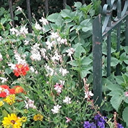 MONTAGNY-LES-BEAUNE - MONTAGNY-LES-BEAUNE