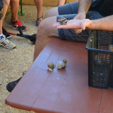 Visite de l'escargot Bourguignon