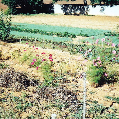 Ferme en agriculture biologique de Florence Voisot