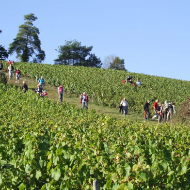 Visite-découverte 'De la vigne au vin'